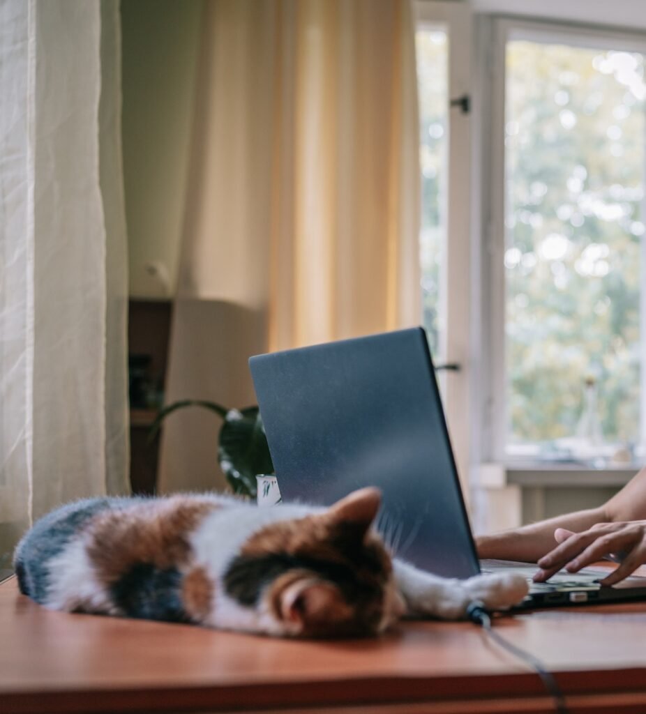 cat helping with web design in stuart iowa