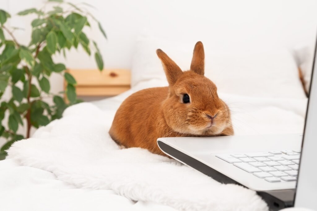 social media marketing pet rabbit