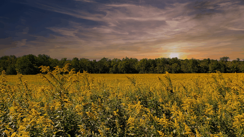 Harvest season in rural Iowa featuring a cornfield and a bustling small town Main Street, symbolizing prime marketing opportunities for local businesses in Stuart, Iowa and surrounding communities.
